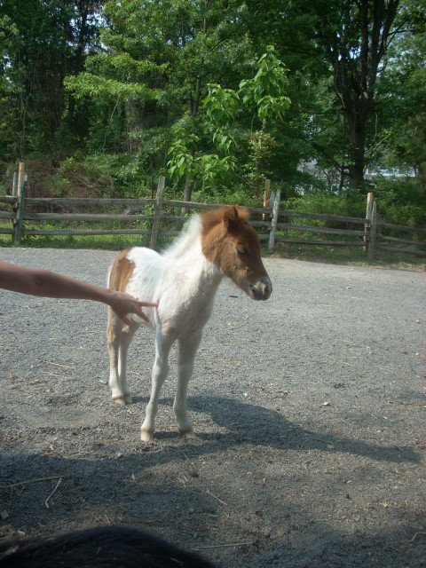 Baby_may_friends_farm