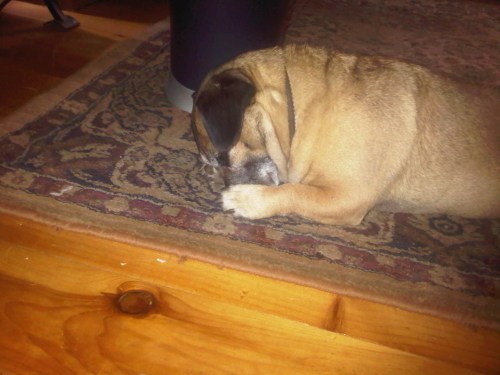 West_rockhill-20110606-00017