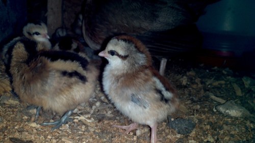 2012-08-15_16-40-00_55