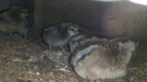 2012-08-15_16-40-14_993