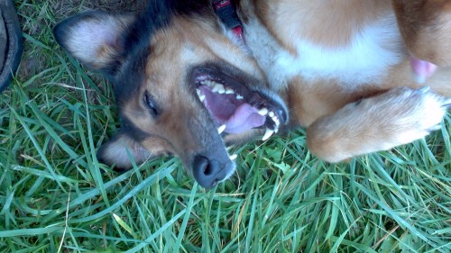 2012-10-06_11-06-09_629