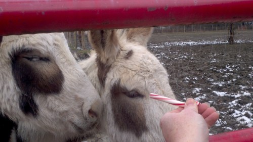 2012-12-25_12-48-22_205