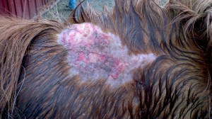 2013-04-19_16-38-31_424