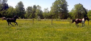 2013-05-26_11-17-36_121