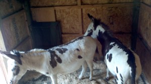 2013-07-27_16-27-36_321