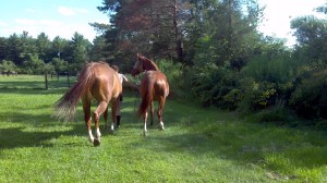 2013-07-29_17-07-34_761