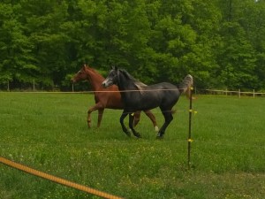 WP_20140520_13_44_41_Pro