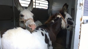 WP_20150805_18_35_57_Pro