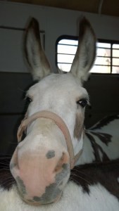 WP_20150805_18_36_24_Pro