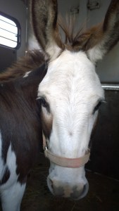 WP_20150805_18_36_35_Pro